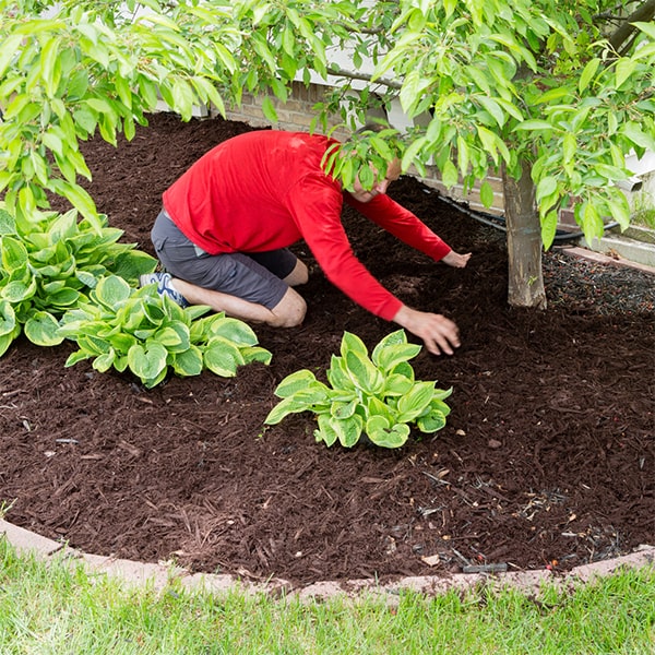 after mulch installation, it is important to regularly check for weed growth and replenish the mulch as needed to maintain its effectiveness